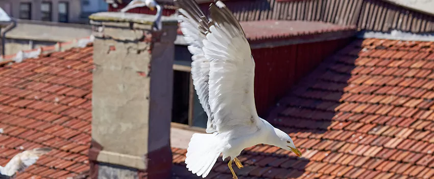 Residential Chimney Animal Removal Solution in French Valley, CA